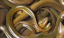 黄鳝视频,探寻水底生物的神秘生活